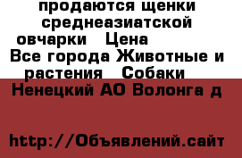продаются щенки среднеазиатской овчарки › Цена ­ 30 000 - Все города Животные и растения » Собаки   . Ненецкий АО,Волонга д.